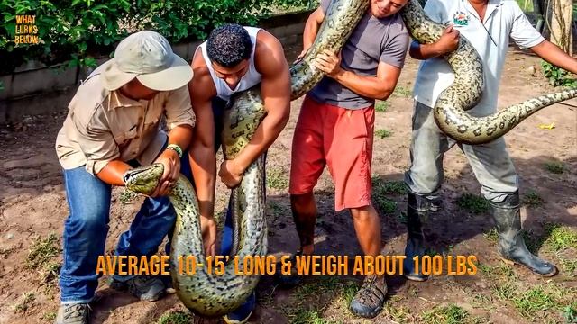 Why Anacondas may be the Most Powerful Creatures on Earth смотреть онлайн