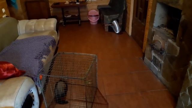 Знакомство хорька с самкой перед случькой вязкой спаривания смотреть онлайн