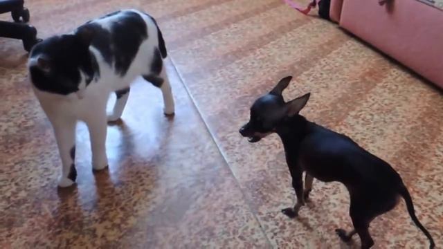 кот трус смотреть онлайн