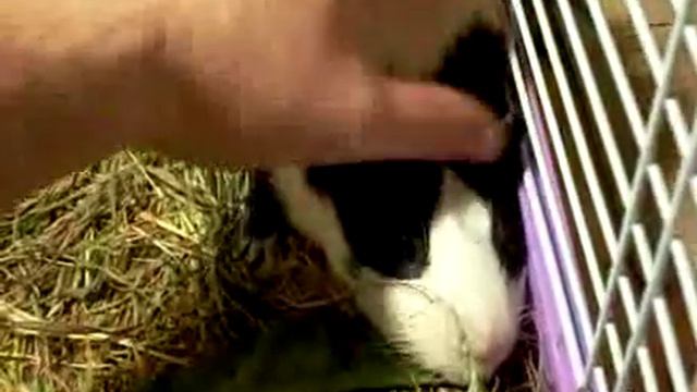 Музыкальные поросятики смотреть онлайн