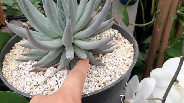 Echeveria Unguiculata смотреть онлайн