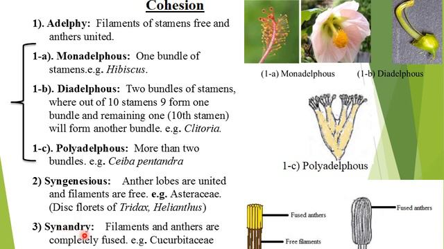 XI Botany Ch#9 Lecture#2(Phytographic Scheme Part-II) by Dr. Farah Naz смотреть онлайн