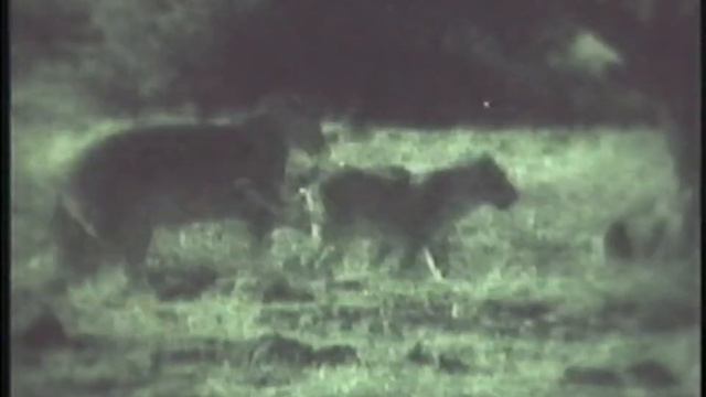 Predators of the Wild: Lion (VHS full documentary 1992) смотреть онлайн