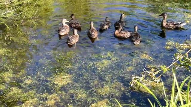 Дикие утки на даче в Пупышево. Часть 2 смотреть онлайн