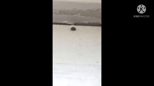 Can anyone tell me what this is. Кот-нибудь может сказать мне, что это такое ? смотреть онлайн