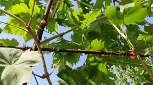 Кишмиш " Брависсимо " , кишмиш " Цимус " ,  "Талдун " и другие прививки без сигнальных гроздей.