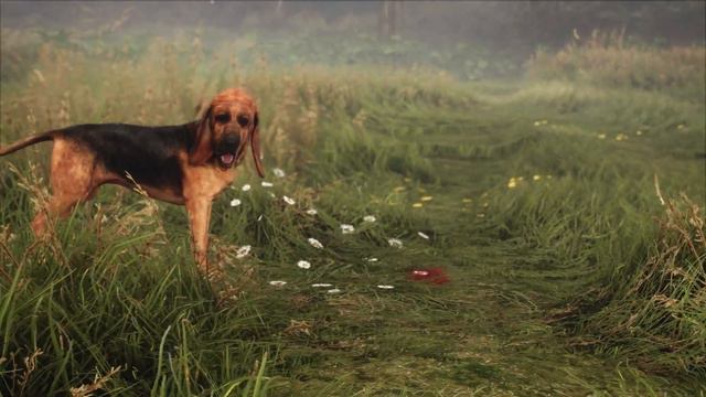 theHunter: Call of the Wild - Bloodhound DLC Trailer смотреть онлайн