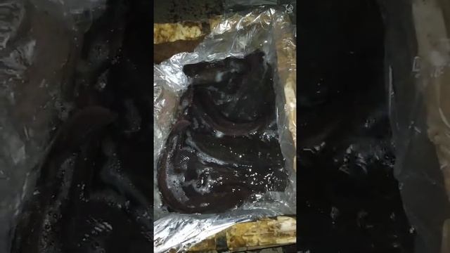 Сом живой смотреть онлайн