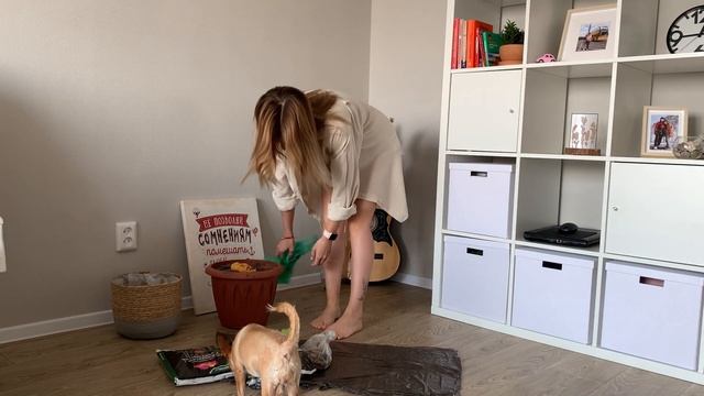 Пересадка ОГРОМНОЙ Сансевиерии После Покупки (Сансевиерия Лауренти)