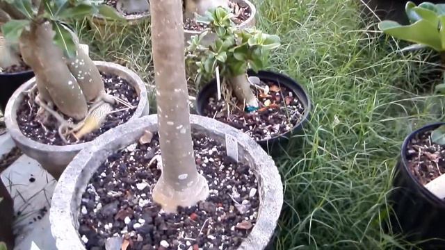 Adenium Socotranum Hybridization Fail