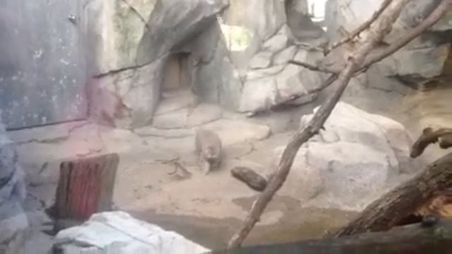 Pallas' Cat смотреть онлайн