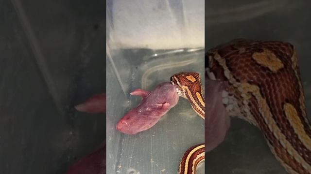 Кормление маисового полоза Катриеля. Рассказываю некоторые нюансы по содержанию змей. смотреть онлайн