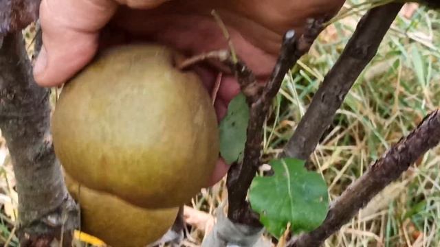 № 387 Круши Паскрасан - 22.09.2021 г. смотреть онлайн