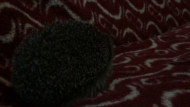 Ежики и дети. Дикие животные.Особенности повадок ежиков. смотреть онлайн