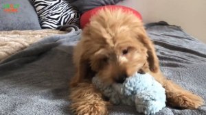 Во что поиграть с собакой дома? ТОП-5 игр