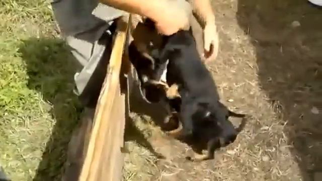 Терьеры разорвали человека в клочье смотреть онлайн