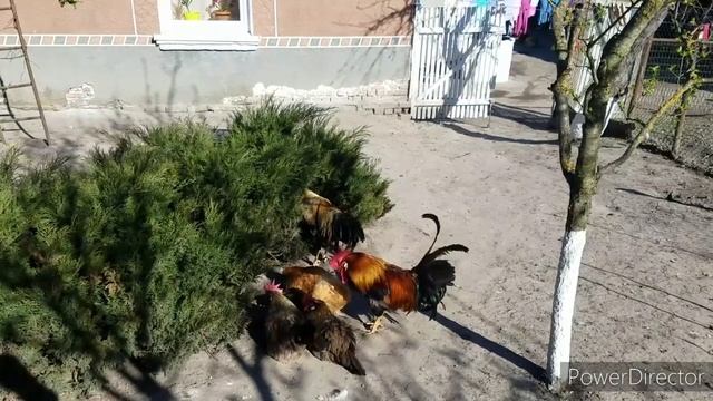Птиця живе як на курорті,Мускуси Любов,Цесарки зовсім не крикливі смотреть онлайн