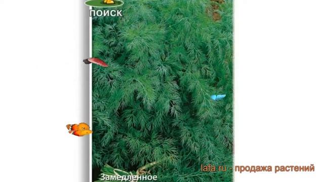 Укроп обыкновенный Аллигатор (alligator) ? укроп Аллигатор обзор: как сажать семена укропа Аллигато смотреть онлайн