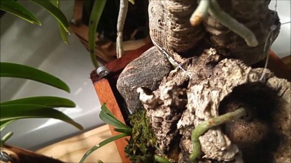 Trichoglottis brachiata blooms and how I grow it