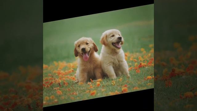 Anime dogs Part￼ 3 смотреть онлайн