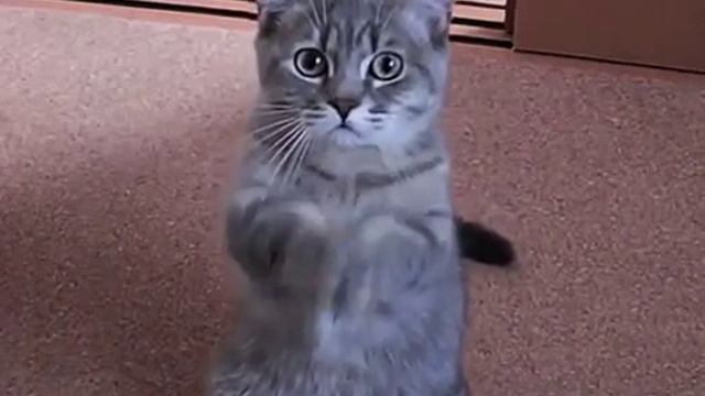 Котик -приветик ! смотреть онлайн