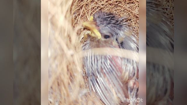 prenatal stage of birds смотреть онлайн