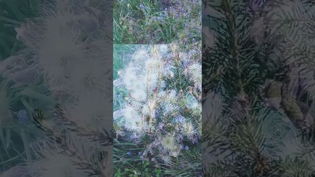 К дню рождения города: краски нашей дачи и леса. Весна-лето 2023 смотреть онлайн