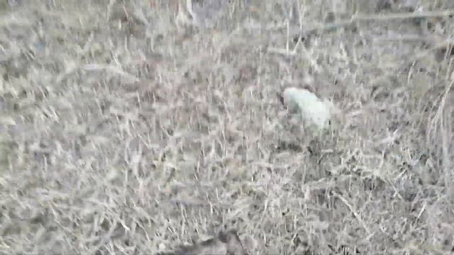 МЕТАЛЛОКОП В ЗАБРОШЕНОЙ ДЕРЕВНИ смотреть онлайн