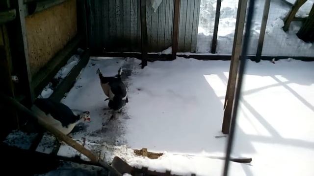 Загорские белогрудые цесарки смотреть онлайн