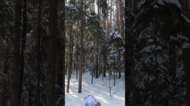 #зима #лес #природа смотреть онлайн