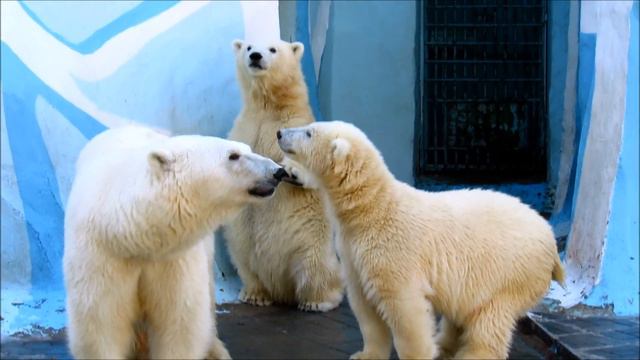 Мы так сладко, сладко спали, но внезапно мы вот встали!!! 24.09.19 г. смотреть онлайн