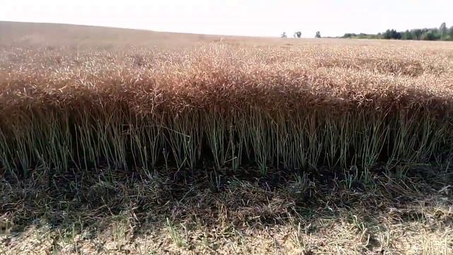 Тюкаем рапс. Самая дорогая культура смотреть онлайн