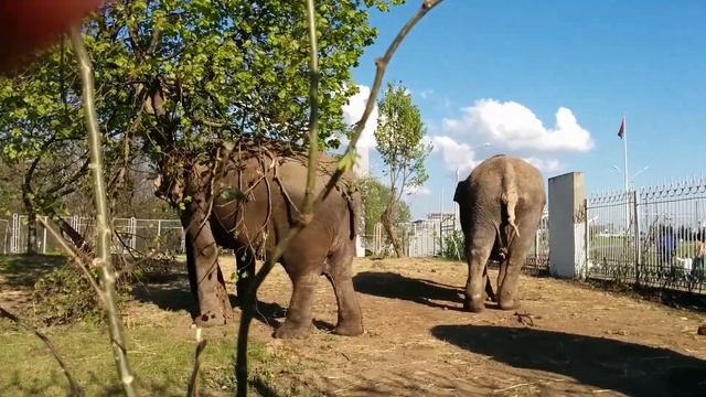 Слоны цирка "Dziva" смотреть онлайн