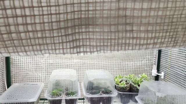 Обзор рассады в январе. Как вырастить качественную рассаду зимой без зимней теплицы.Условия уход. смотреть онлайн