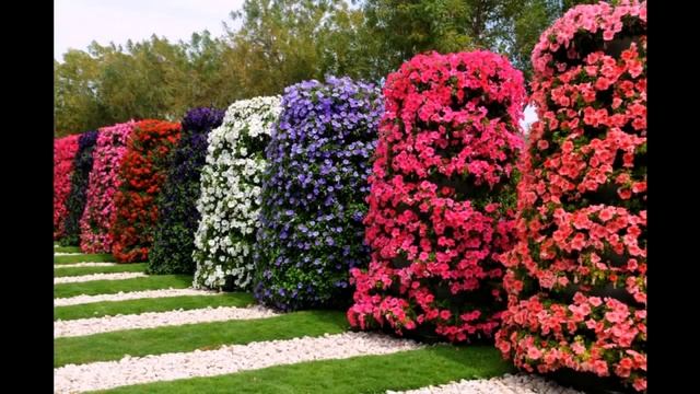 Al Ain Paradise ОАЭ Красивый парк цветов для души. смотреть онлайн