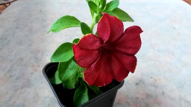 Петуния Лимбо. Лучший сорт для открытого балкона! смотреть онлайн