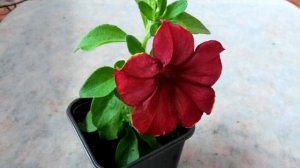 Петуния Лимбо. Лучший сорт для открытого балкона!