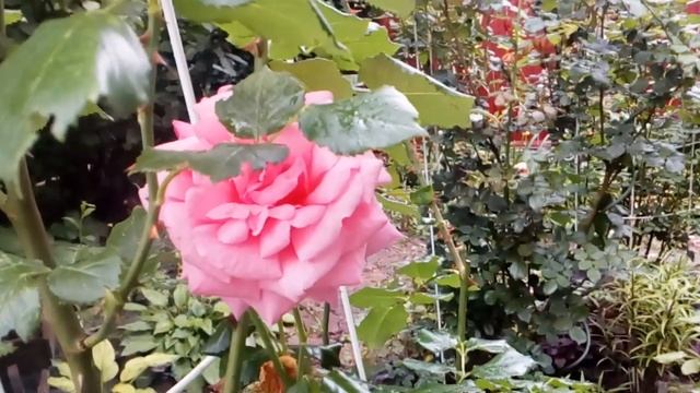 Дорожками сада. Теневые растения.Новые хосты.Посконник ( Евпаториум),Хелонэ косая. #мойсад2019 смотреть онлайн