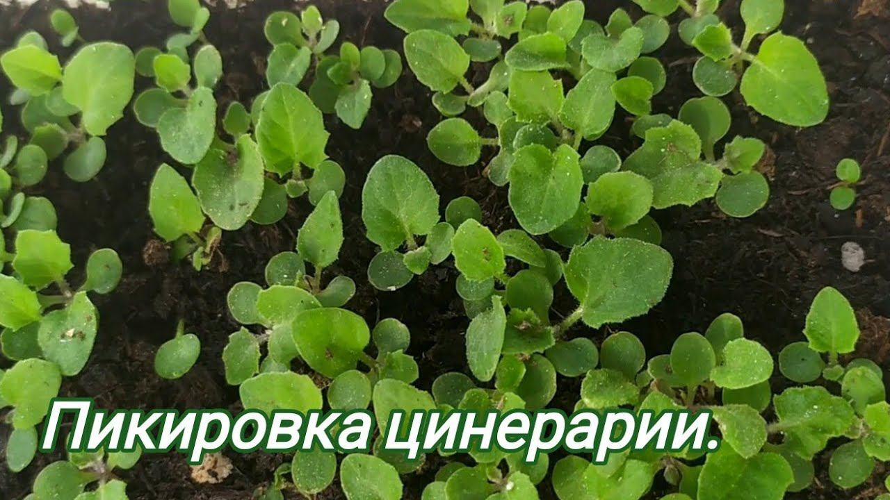 Цинерария к 8 марта. Пикировка. смотреть онлайн