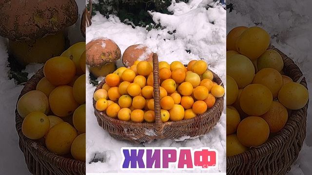 Томаты хранятся свежими два года,это Чудо!!!!! смотреть онлайн