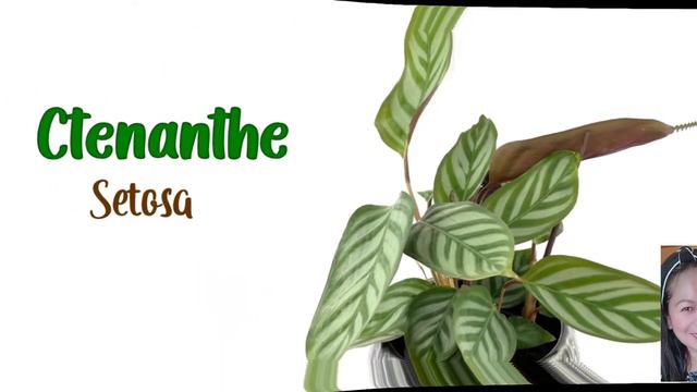 Ctenanthe Varieties Plants смотреть онлайн