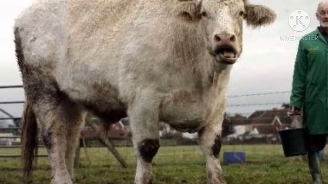 АНГУС БУКА ДУНЁДАГИ ЭНГ КИММАТ БУКАЛАР "РЕАЛЬНО" смотреть онлайн