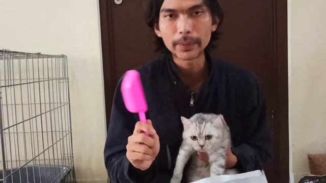 review makanan kucing royal canin, proplan kitten, dan equilibrio смотреть онлайн