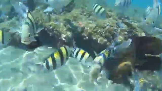 Египет, рыбки, благодать !!! 🐟🐟🐟🐟🐟🐟🐟🐟🐟🐟🐟🐟🐟🐟🐟🐟🐟 смотреть онлайн