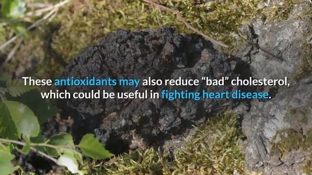 The Amazing Chaga Mushroom -- An Overview смотреть онлайн