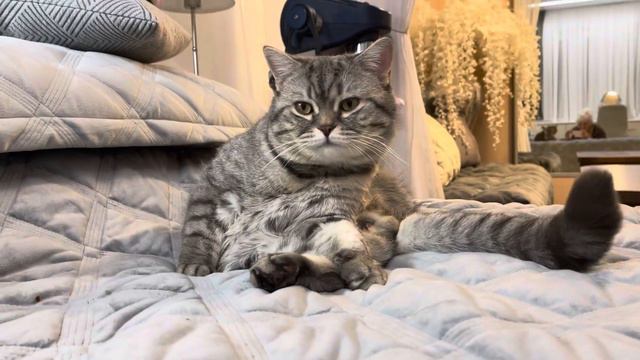 Лайк готовится ко сну🐈⬛ смотреть онлайн