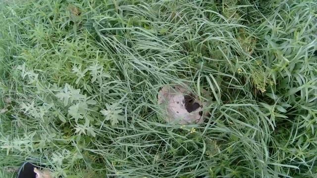 Гигантские грибы ДОНБАССА. Ложносвинуха рядовковидная, синяножка.#гиганты#грибы#природа смотреть онлайн