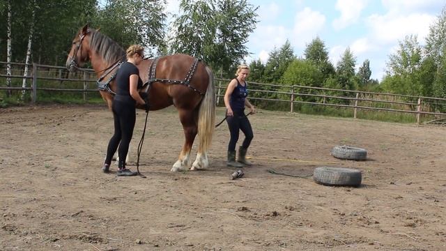 Владимирский тяжеловоз 2 года. Заездка в упряжь. смотреть онлайн