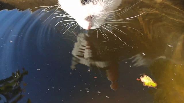 Осеннее отражение в воде...// А кому-то захотелось пить...!#nature#cat#reflection#autumn смотреть онлайн