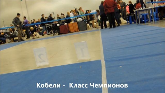 Евразия 2 Силихем Терьер Кобели смотреть онлайн